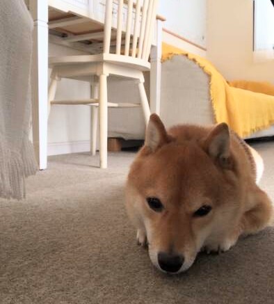 ナイスレポンド看板犬ハチ8