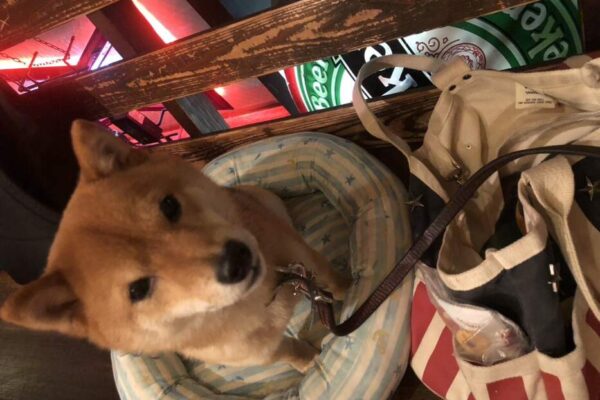 ハチ8リラックス