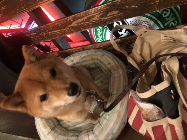 ハチ8リラックス