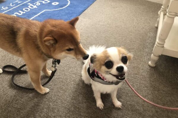 ハチ8とベニ