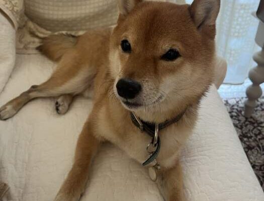Riブログ9