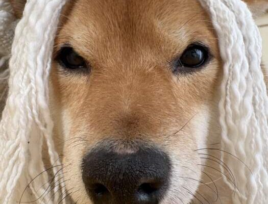 ナイスレポンド看板犬