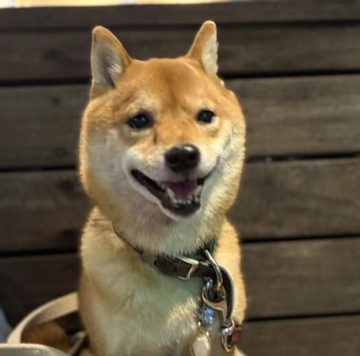 ナイスレポンドハチ8