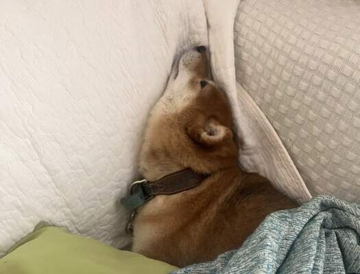 朝ハチ8