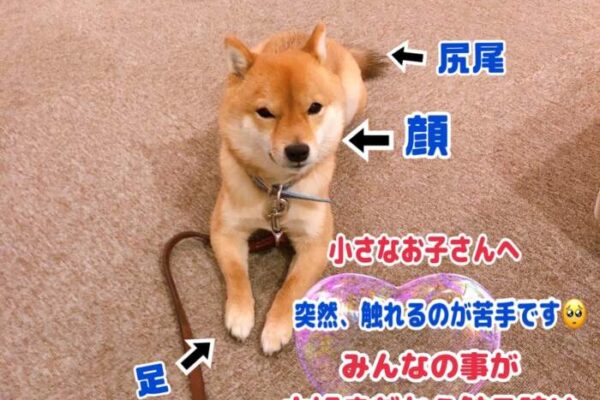 豆柴ハチ8からのお願い❤️
