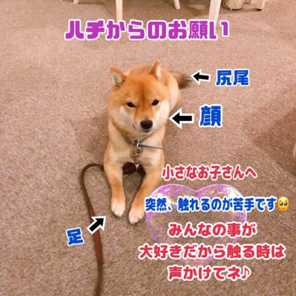 豆柴ハチ8からのお願い❤️