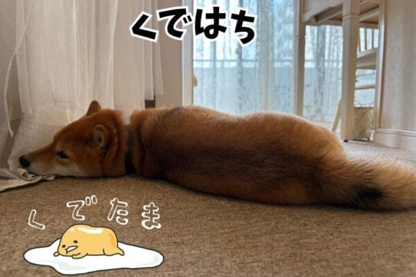 リラックスハチ8❤️