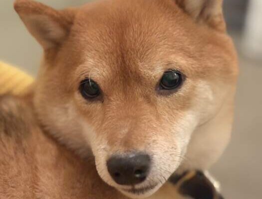 ナイスレポンドブライダル❤️