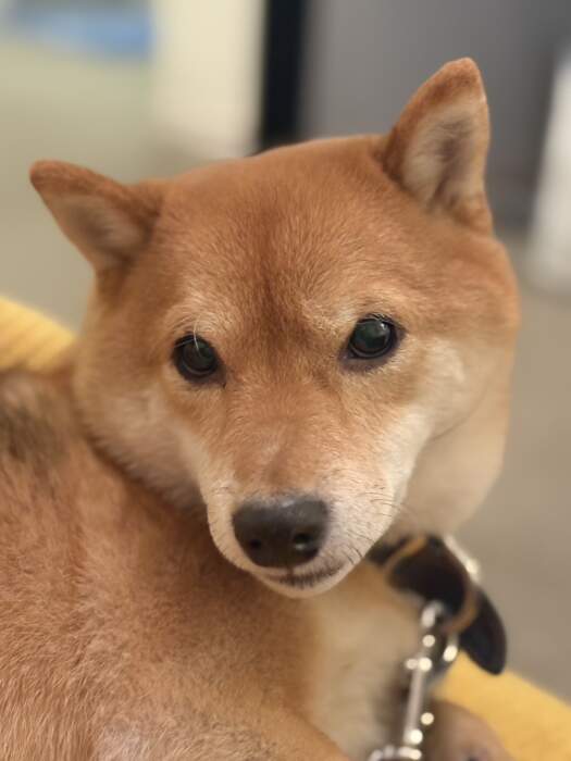 ナイスレポンドブライダル❤️