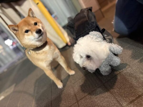 ハチとフク